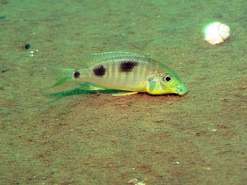 Ctenopharynx nitidus 'Malopa'